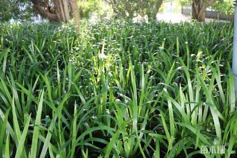 高度25厘米鸢尾