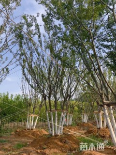 14公分(6杆)丛生朴树