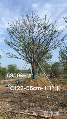 55公分朴树