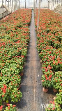 高度20厘米一串红