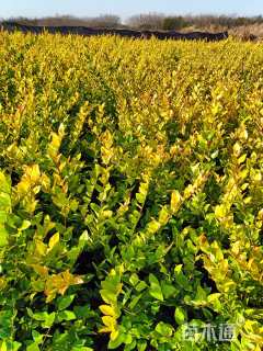 高度35厘米金森女贞