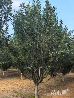 21公分西府海棠