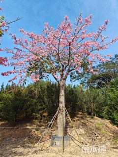 60公分大腹木棉