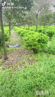 冠幅60厘米大叶黄杨球