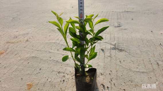 高度20厘米鸳鸯茉莉