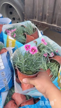 高度25厘米石竹