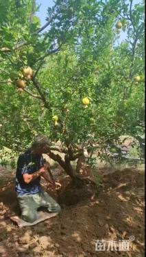 高度250厘米果石榴