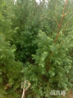 高度80厘米柏木