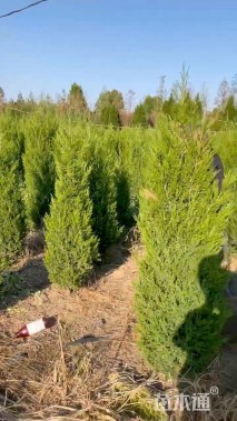 高度40厘米桧柏