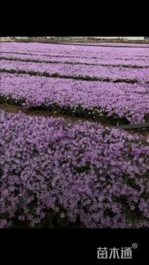 高度40厘米大丽花