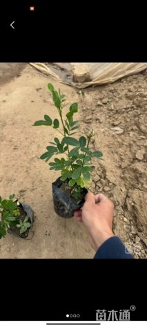 高度20厘米双荚槐