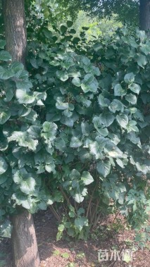 高度220厘米丛生丁香