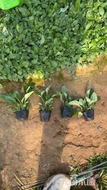 高度20厘米松果菊