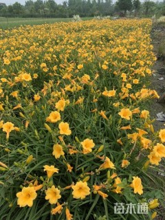 高度35厘米金娃娃萱草