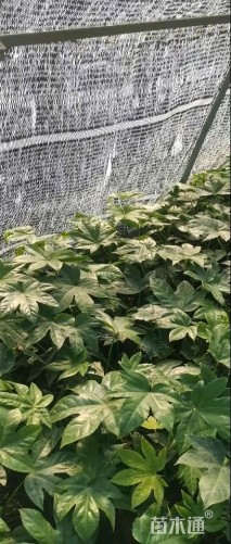 高度25厘米八角金盘小苗