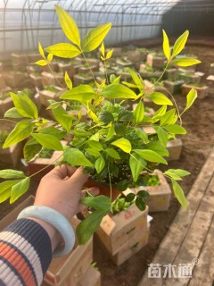 高度25厘米火焰南天竹