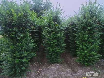 高度180厘米水腊