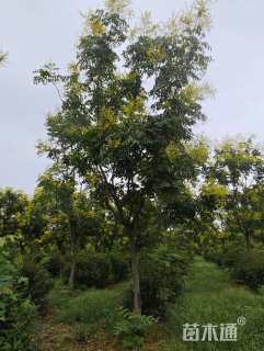 16公分栾树