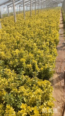 高度50厘米金边黄杨小苗