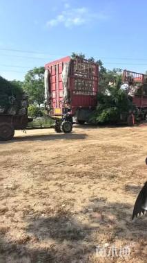 高度450厘米蜀桧