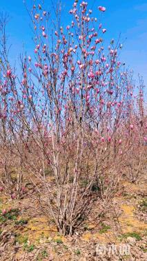 高度300厘米丛生玉兰