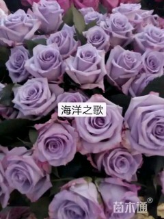 大花月季