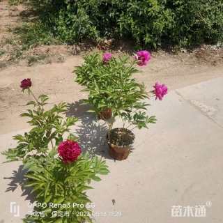 高度40厘米芍药