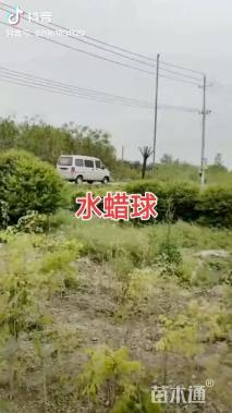 高度180厘米水蜡球