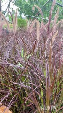 高度60厘米紫叶狼尾草