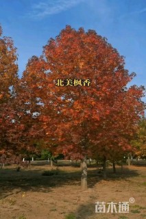 20公分北美枫香