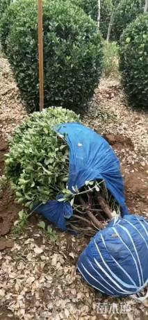 冠幅100厘米大叶黄杨球