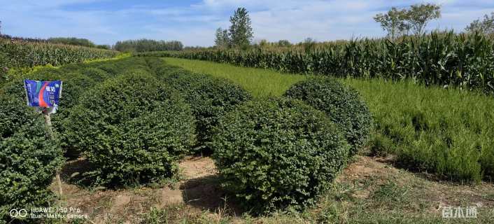 冠幅100厘米小叶女贞球