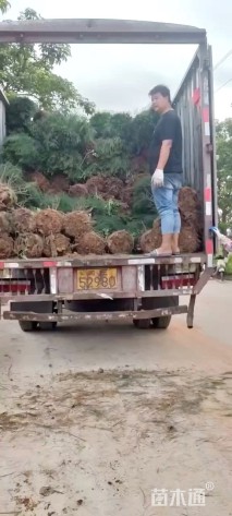 高度100厘米千头木麻黄