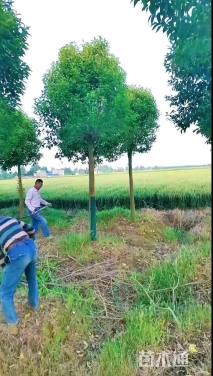 11公分大叶女贞