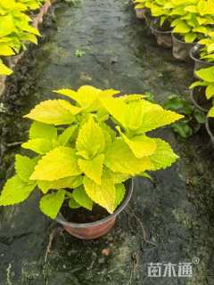 高度20厘米彩叶草