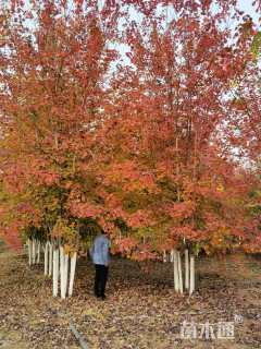 高度900厘米丛生美国红枫