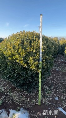 冠幅180厘米大叶黄杨球