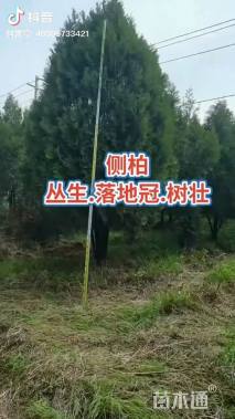 高度300厘米侧柏