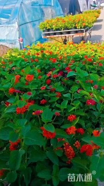 高度25厘米马缨丹