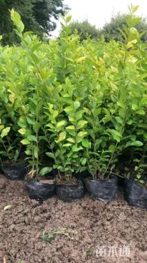 高度25厘米金叶女贞