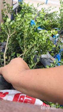 高度30厘米龟甲冬青