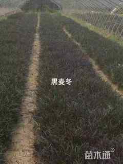 高度30厘米黑麦冬