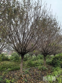 18公分日本晚樱