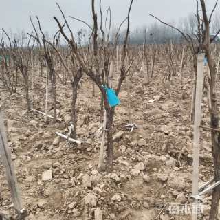 高度60厘米牡丹