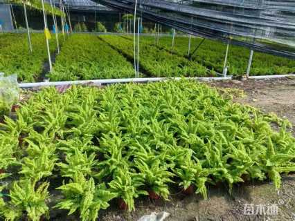 棉花糖蕨(蕾丝蕨、玛丽莎蕨)