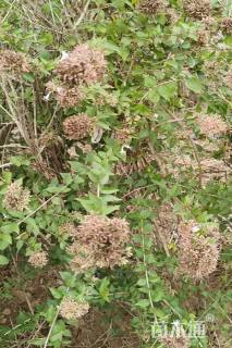 高度80厘米糯米条