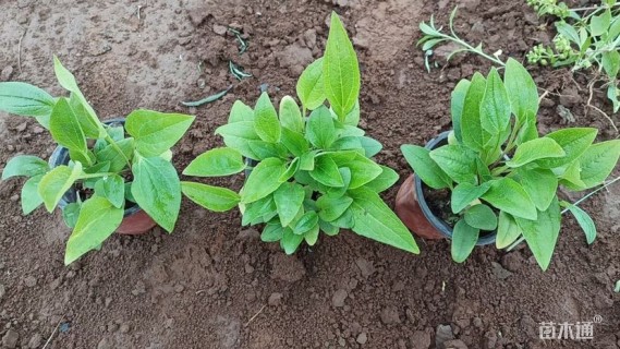 高度10厘米松果菊