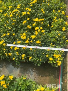 高度20厘米国庆菊