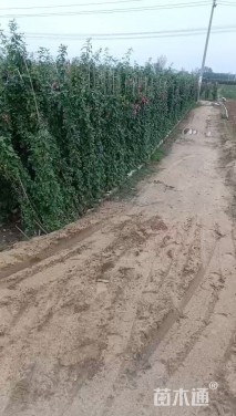 200厘米藤本月季