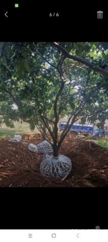 13公分丛生香泡